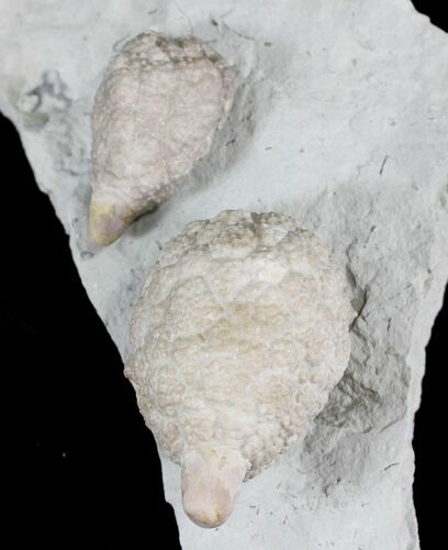 D Cystoid (Holocystites) Fossil - Indiana #25133